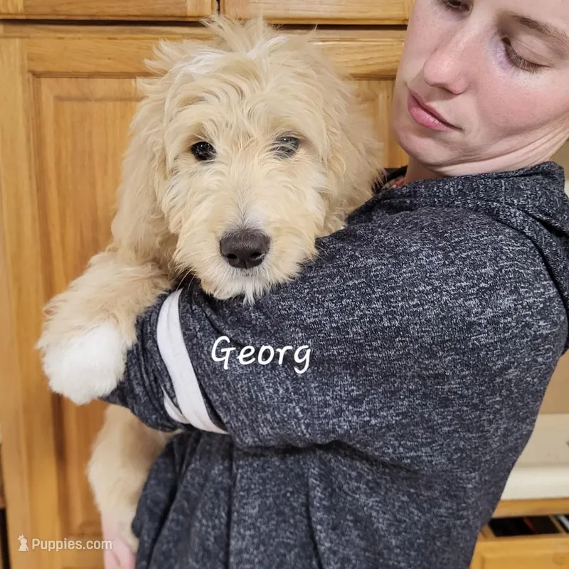 Georg – English Goldendoodle puppy for sale in New Columbia, PA