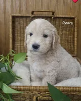 Georg, a male English Goldendoodle for sale in New Columbia, PA – Photo 2 of 3
