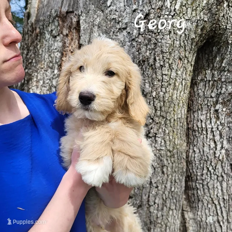 Georg – English Goldendoodle puppy for sale in New Columbia, PA