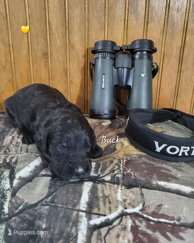 Buck – Goldendoodle puppy for sale in New Columbia, PA
