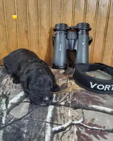 Buck, a male Goldendoodle for sale in New Columbia, PA – 1 of 3