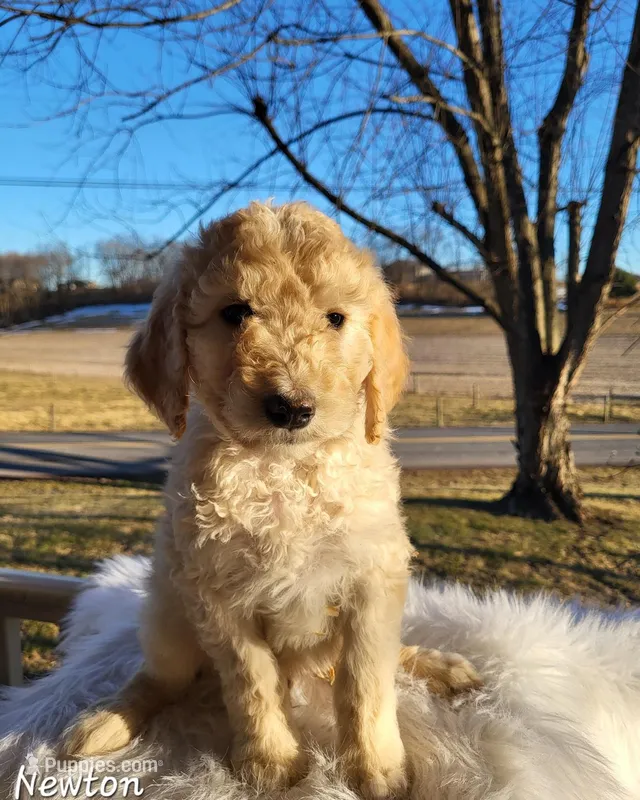 Newton, a male Goldendoodle for sale in New Columbia, PA – Photo 1 of 1