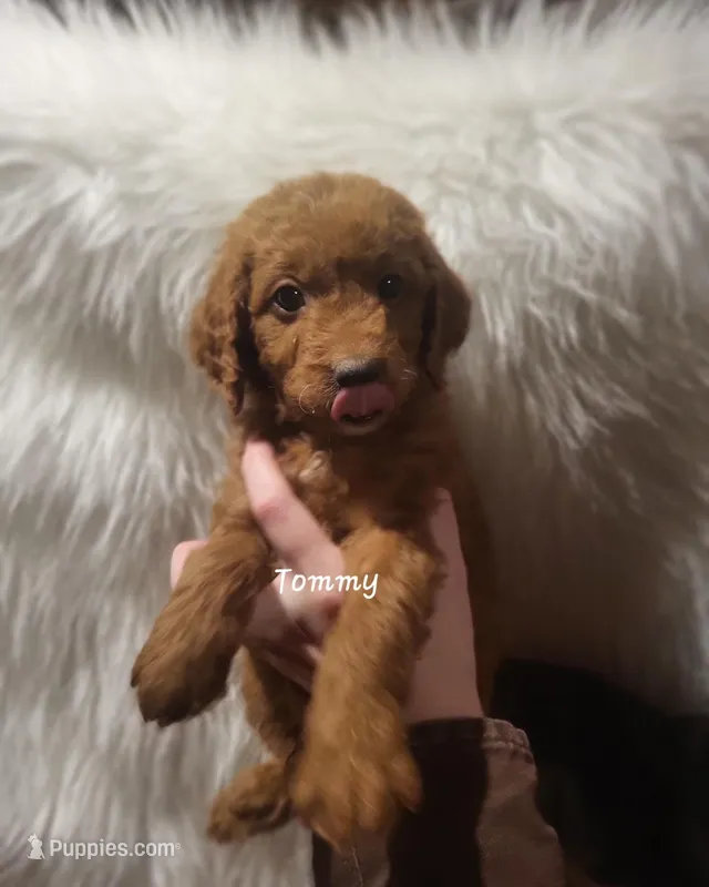 Tommy, a female Miniature Goldendoodle for sale in New Columbia, PA – Photo 1 of 1