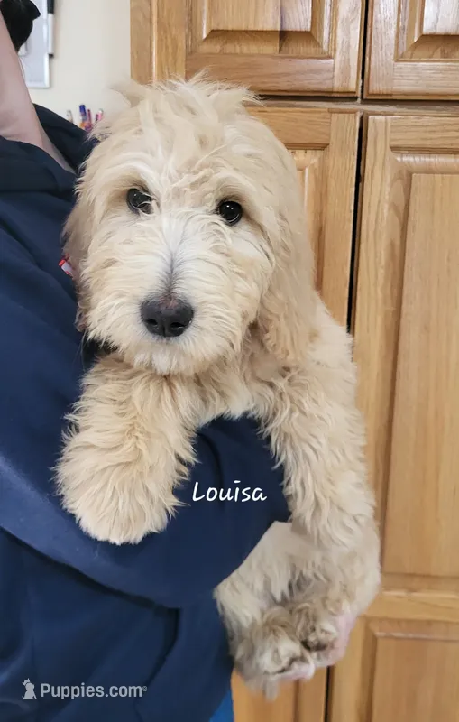 Louisa, a female English Goldendoodle for sale in New Columbia, PA – 1 of 6