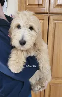 Louisa, a female English Goldendoodle for sale in New Columbia, PA – 1 of 6