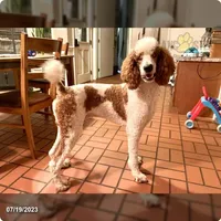 Watts, a male Goldendoodle for sale in New Columbia, PA – Photo 3 of 3