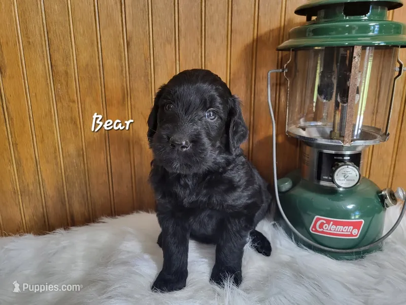 Bear – Goldendoodle puppy for sale in New Columbia, PA