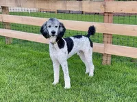 Lynx, a female Goldendoodle for sale in New Columbia, PA – 3 of 3