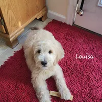 Louisa, a female English Goldendoodle for sale in New Columbia, PA – 2 of 6