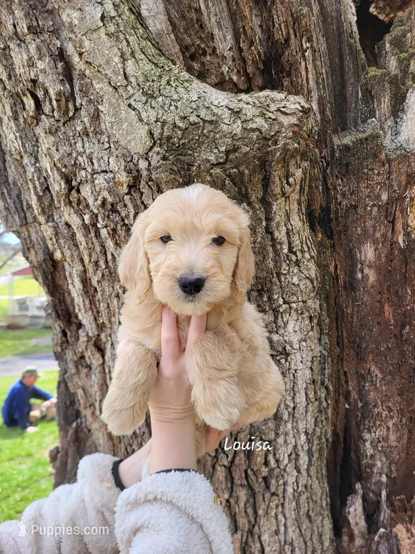Louisa – English Goldendoodle puppy for sale in New Columbia, PA