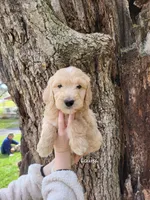 Louisa, a female English Goldendoodle for sale in New Columbia, PA – Photo 1 of 2