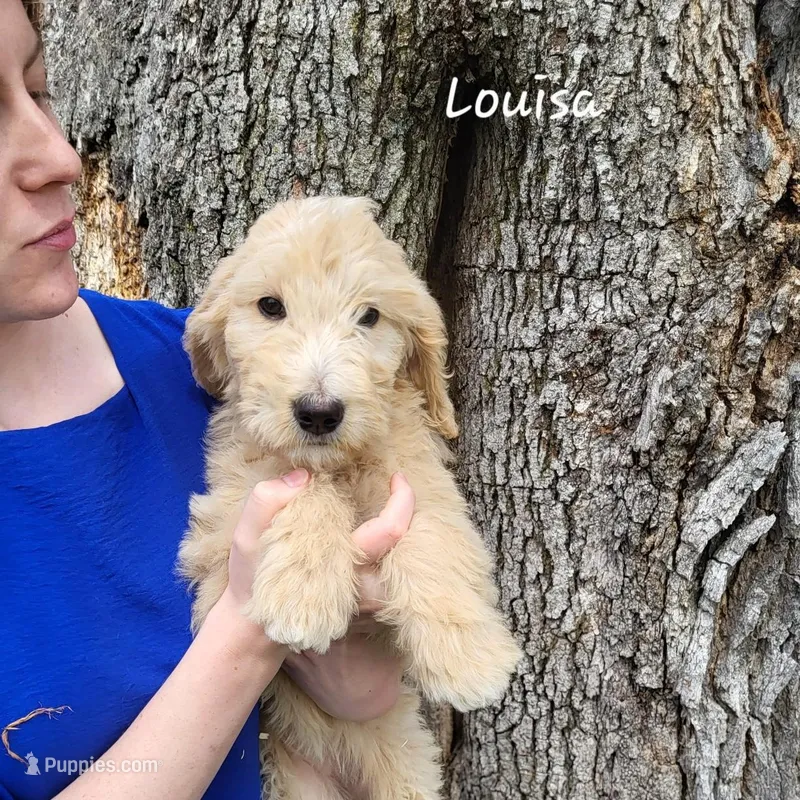 Louisa – English Goldendoodle puppy for sale in New Columbia, PA