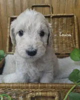 Louisa, a female English Goldendoodle for sale in New Columbia, PA – Photo 2 of 2