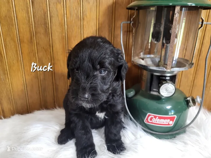 Buck – Goldendoodle puppy for sale in New Columbia, PA