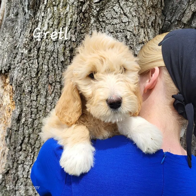 Gretl – English Goldendoodle puppy for sale in New Columbia, PA