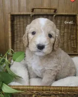 Gretl, a female English Goldendoodle for sale in New Columbia, PA – Photo 2 of 3