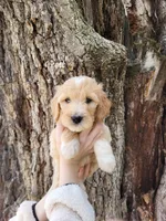 Gretl, a female English Goldendoodle for sale in New Columbia, PA – Photo 1 of 3
