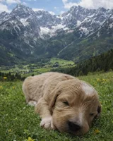 Gretl, a female English Goldendoodle for sale in New Columbia, PA – Photo 3 of 3