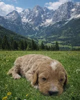 Marta, a female English Goldendoodle for sale in New Columbia, PA – Photo 3 of 3