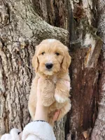Marta, a female English Goldendoodle for sale in New Columbia, PA – Photo 1 of 3
