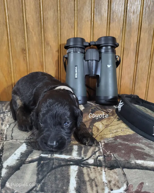 Coyote – Goldendoodle puppy for sale in New Columbia, PA