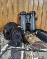 Coyote, a male Goldendoodle for sale in New Columbia, PA – 1 of 3