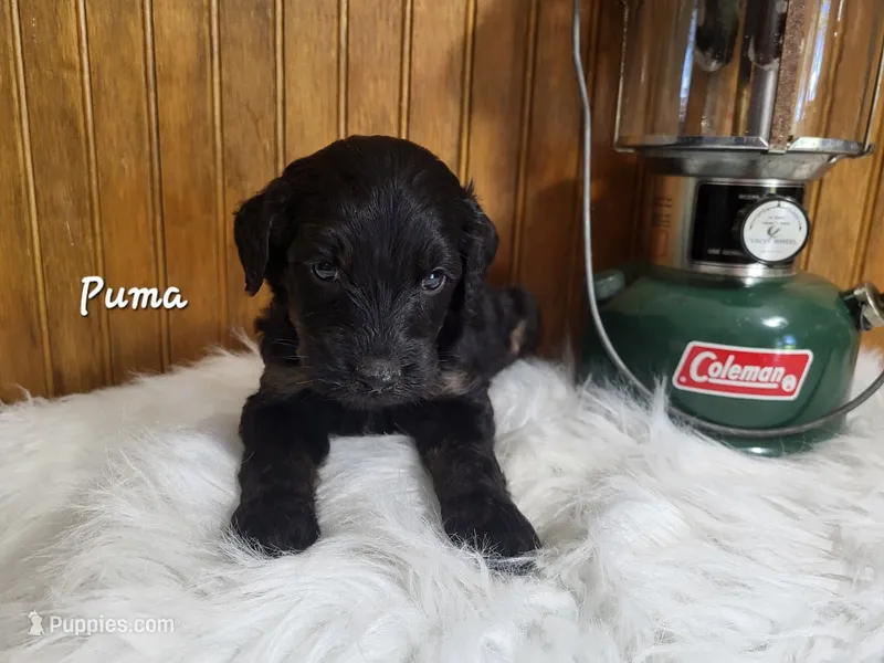 Puma – Goldendoodle puppy for sale in New Columbia, PA