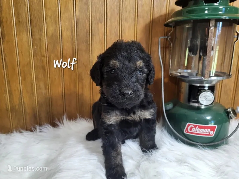 Wolf – Goldendoodle puppy for sale in New Columbia, PA