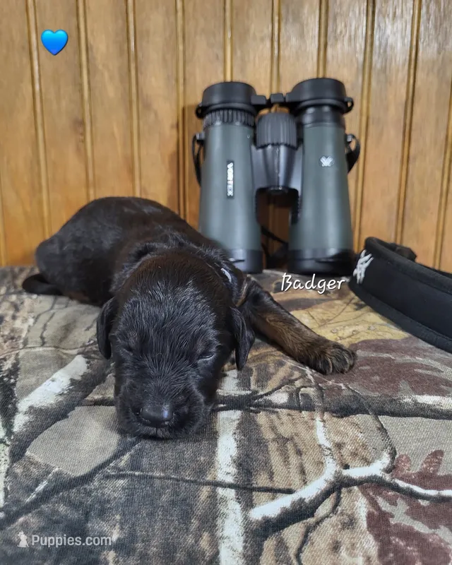 Badger – Goldendoodle puppy for sale in New Columbia, PA
