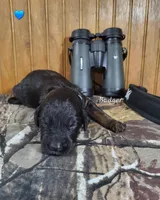 Badger, a male Goldendoodle for sale in New Columbia, PA – 1 of 3