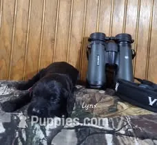 Lynx – Goldendoodle puppy for sale in New Columbia, PA