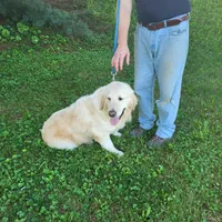 Reina, a female English Cream Golden Retriever for sale in New Columbia, PA – Photo 3 of 3