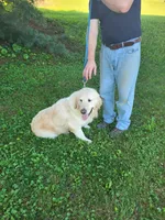 Reina, a female English Cream Golden Retriever for sale in New Columbia, PA – Photo 3 of 3