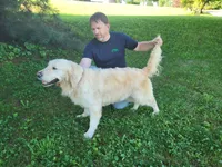 Reina, a female English Cream Golden Retriever for sale in New Columbia, PA – Photo 2 of 3