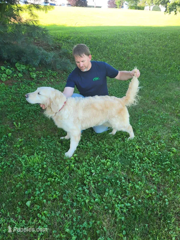 Reina, a female English Cream Golden Retriever for sale in New Columbia, PA – Photo 1 of 3