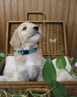 Rolf, a male English Goldendoodle for sale in New Columbia, PA – Photo 2 of 3