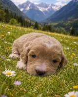 Rolf, a male English Goldendoodle for sale in New Columbia, PA – Photo 3 of 3