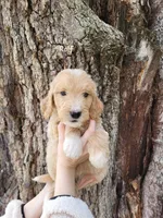 Rolf, a male English Goldendoodle for sale in New Columbia, PA – Photo 1 of 3