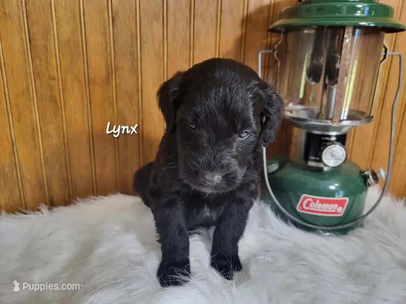 Lynx – Goldendoodle puppy for sale in New Columbia, PA