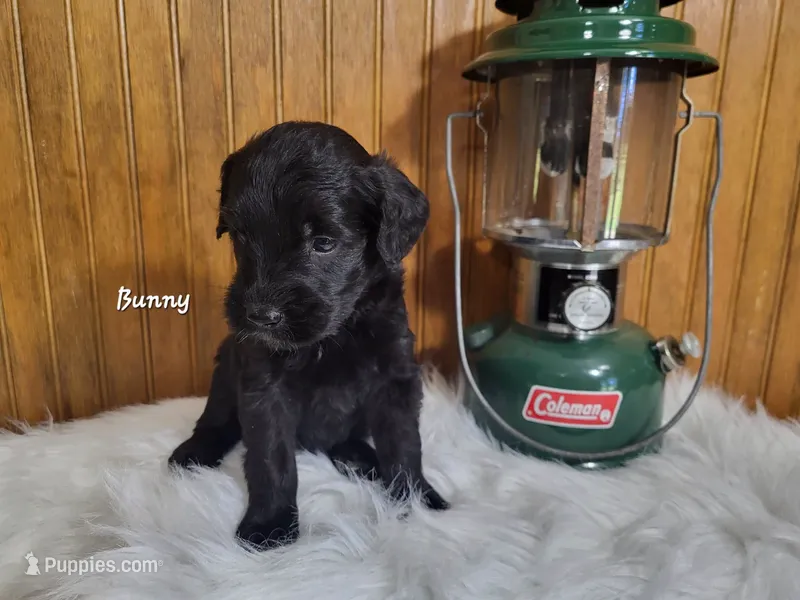 Bunny – Goldendoodle puppy for sale in New Columbia, PA