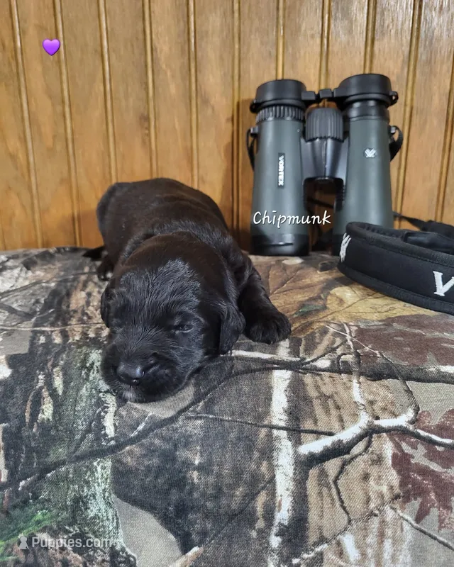 Chipmunk – Goldendoodle puppy for sale in New Columbia, PA