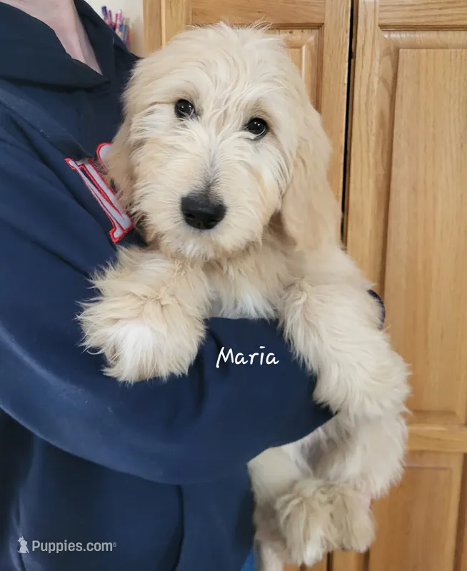 Maria – English Goldendoodle puppy for sale in New Columbia, PA