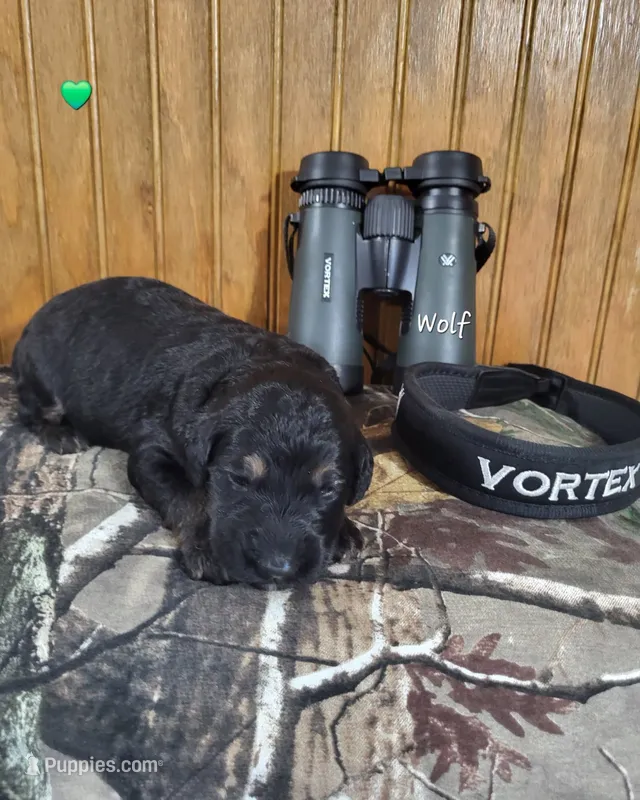 Wolf – Goldendoodle puppy for sale in New Columbia, PA