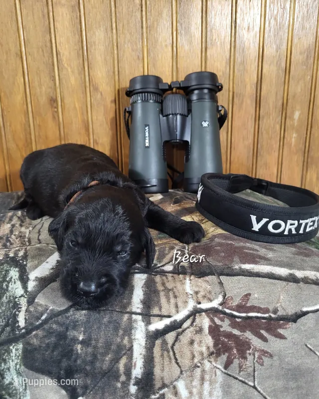 Bear – Goldendoodle puppy for sale in New Columbia, PA