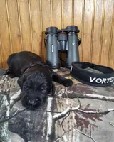 Bear, a male Goldendoodle for sale in New Columbia, PA – 1 of 3