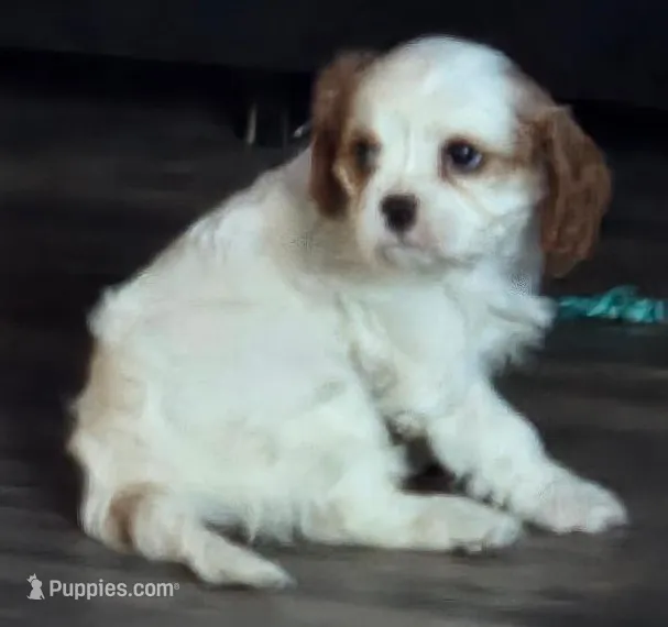 Angel – Cavalier King Charles Spaniel puppy for sale in Redding, CA