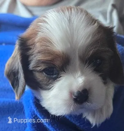 Arnie – Cavalier King Charles Spaniel puppy for sale in Redding, CA