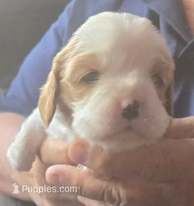 Amy – Cavalier King Charles Spaniel puppy for sale in Redding, CA