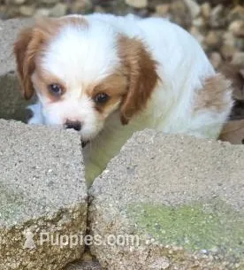 Amy – Cavalier King Charles Spaniel puppy for sale in Redding, CA
