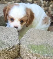 Amy, a female Cavalier King Charles Spaniel for sale in Redding, CA – 1 of 1